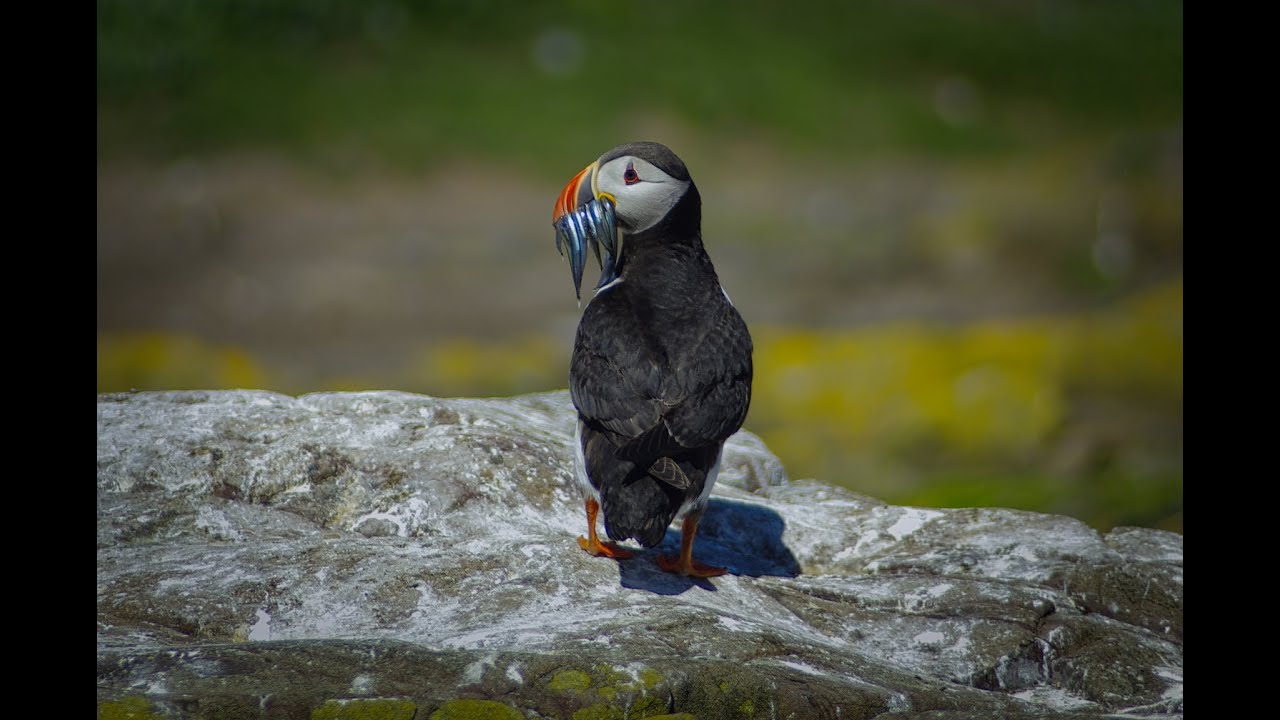 Landscapes of Yorkshire and Northumberland