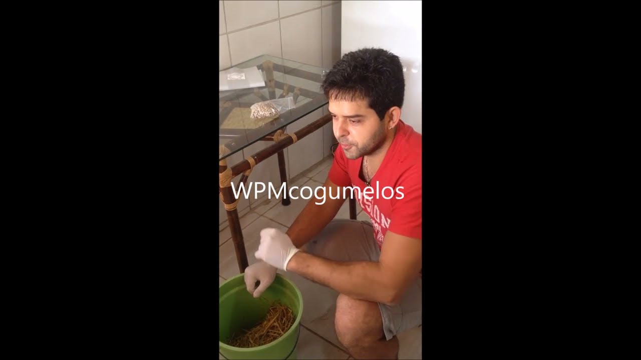 Cogumelo em casa, produza você mesmo! Kit cultivo (cogumelos comestíveis)