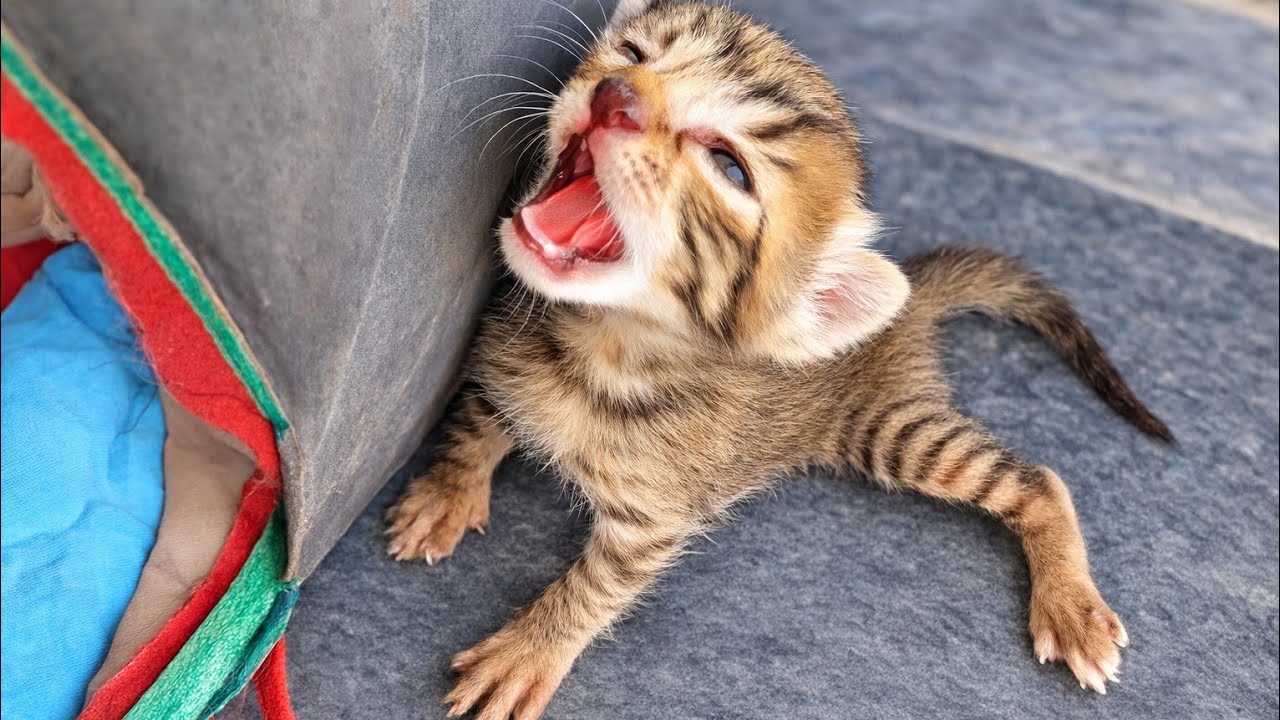 White Mama Cat Adopted Him… But The Orphan Kitten Won’t Stop Crying