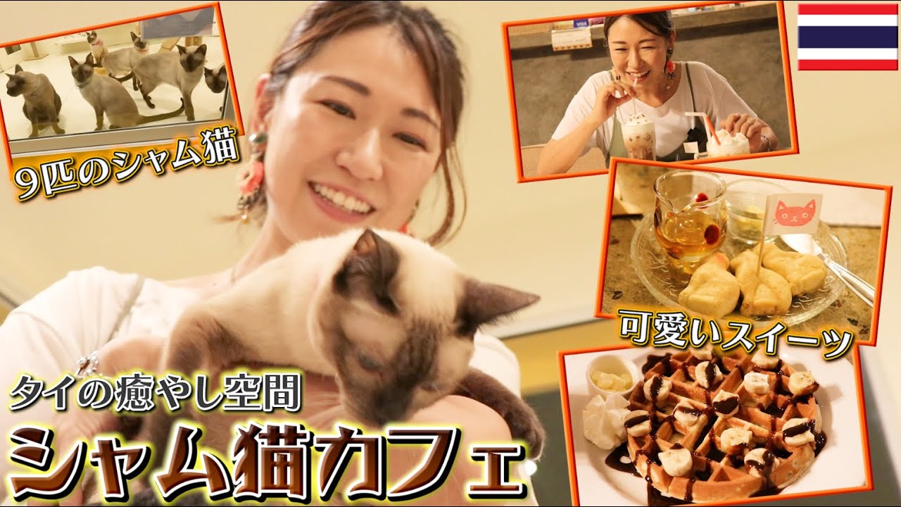 【猫カフェ】タイ旅行・タイ移住に疲れた人におすすめ…!？タイ・バンコクのシャム猫カフェが激かわ猫スイーツも楽しめる最高の癒し空間だった｜よしもとHELLO ASIAチャンネル