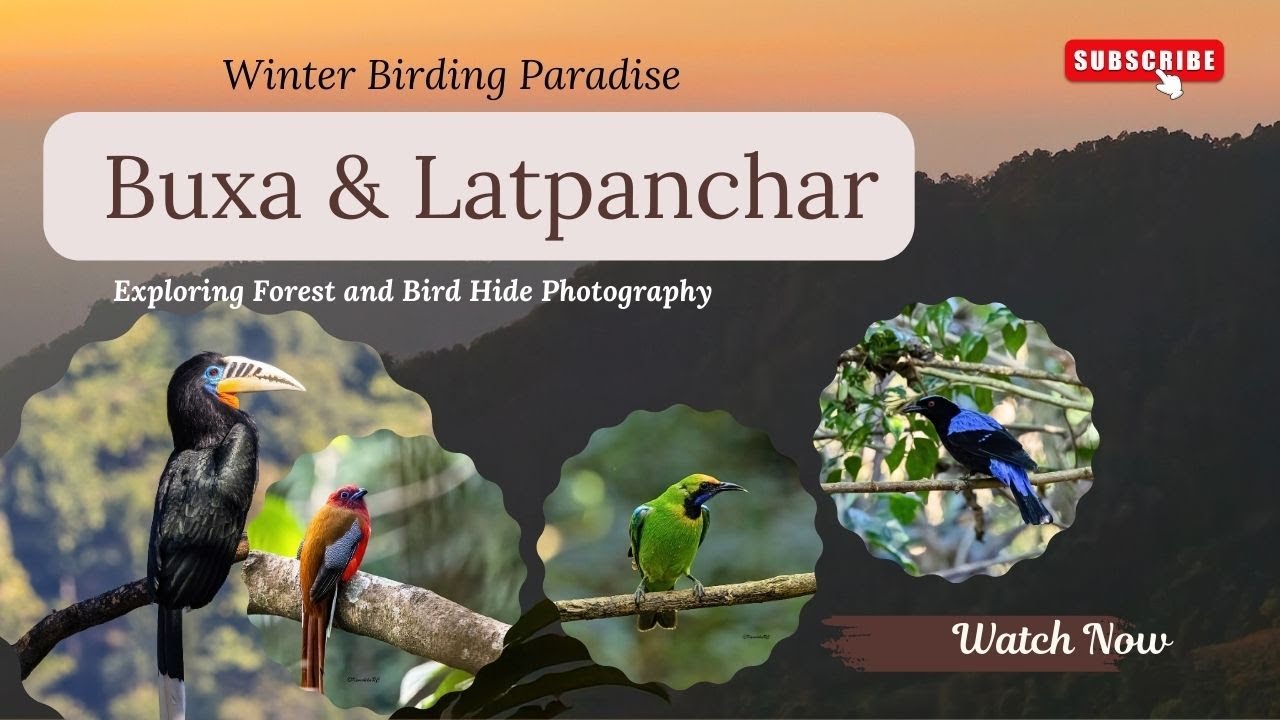 Winter Birding Paradise ǀ Buxa and Latpanchar ǀ Bird Photography