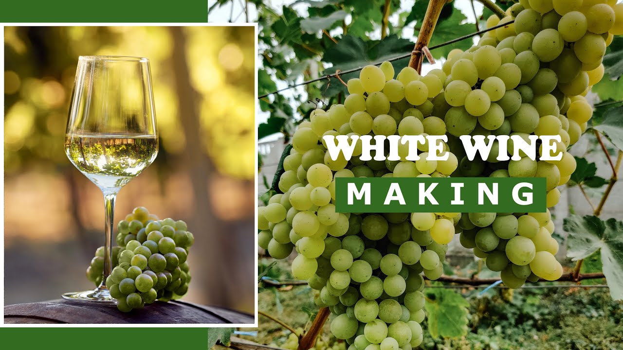 Home Winemaking. Making Wite Wine from Grape Berries at Home.