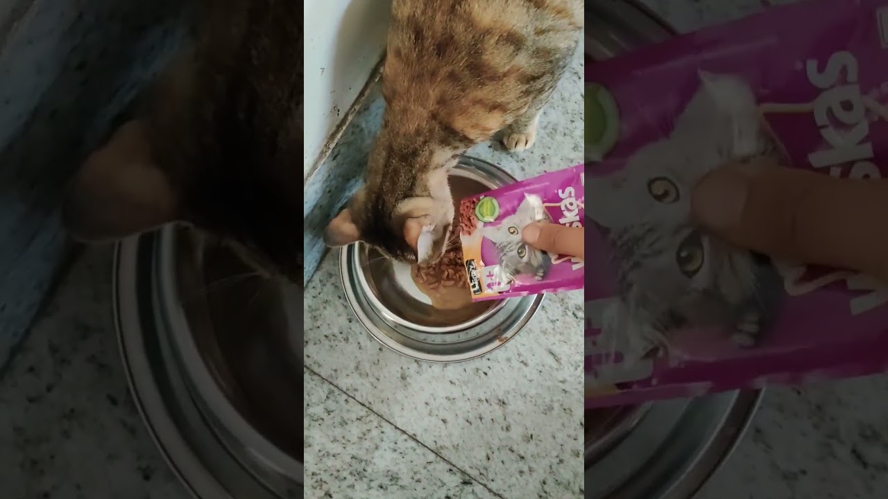 tabby cat's treat #shorts #cat #tabbycat #catlovers #catvideos #catsofyoutube #catsofinstagram#cats