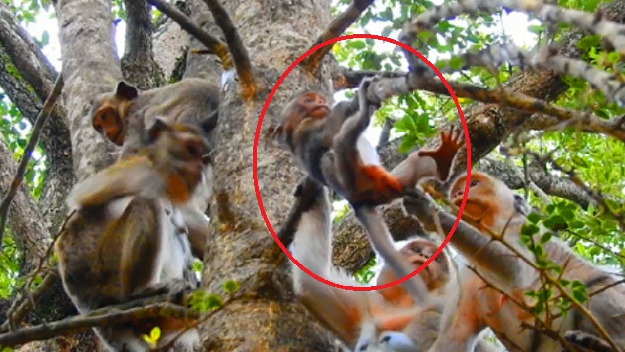 Lori Falls From Tree, Coz Amari Not Help, Lori Crying So Loudly, Very So Pity!
