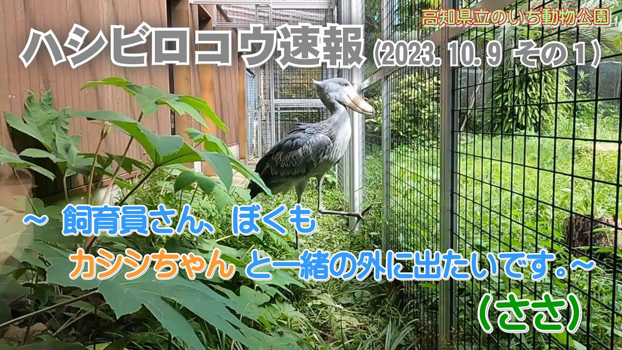 2023/10/09、飼育員さん、ぼくもカシシと一緒の外に出たいです。(ささ)【のいち動物公園、ハシビロコウ速報】