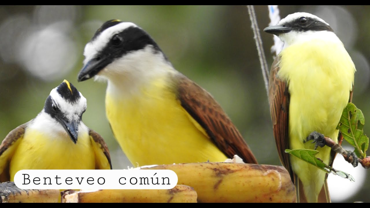 Este es el Benteveo Común - Pitangus sulphuratus