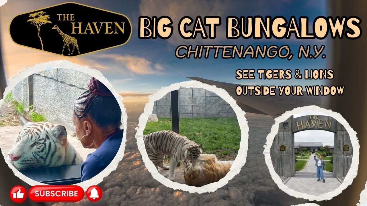 The Haven of The Wild | Big Cat Bungalows | Tigers Outside Your Window | #tiger #thehaven