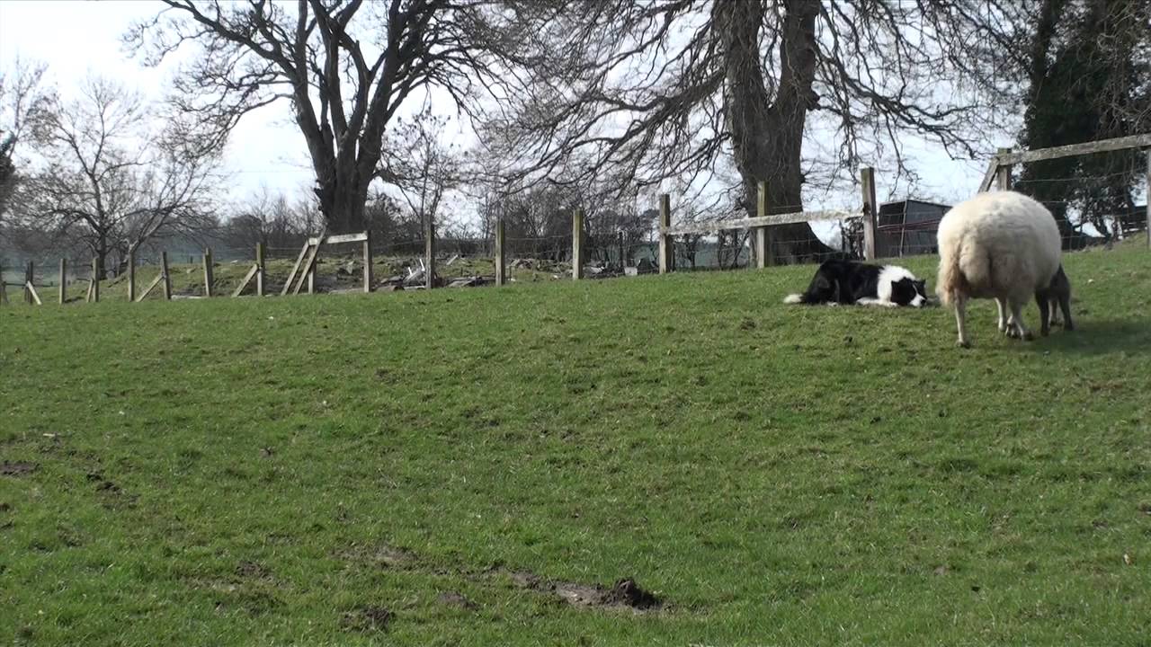 Ewe gotta be kidding: birth of the geep