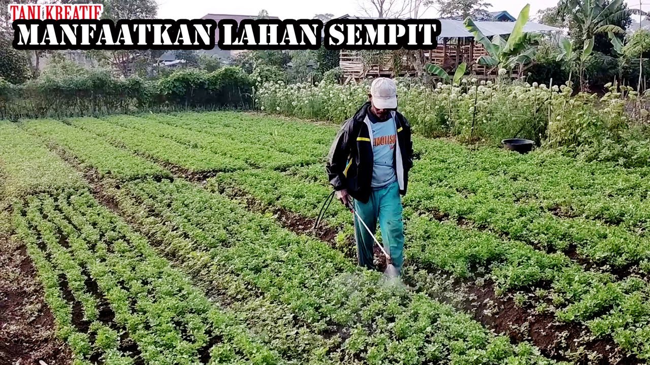 Menanam SELEDRI Di LAHAN SEMPIT TANI KREATIF