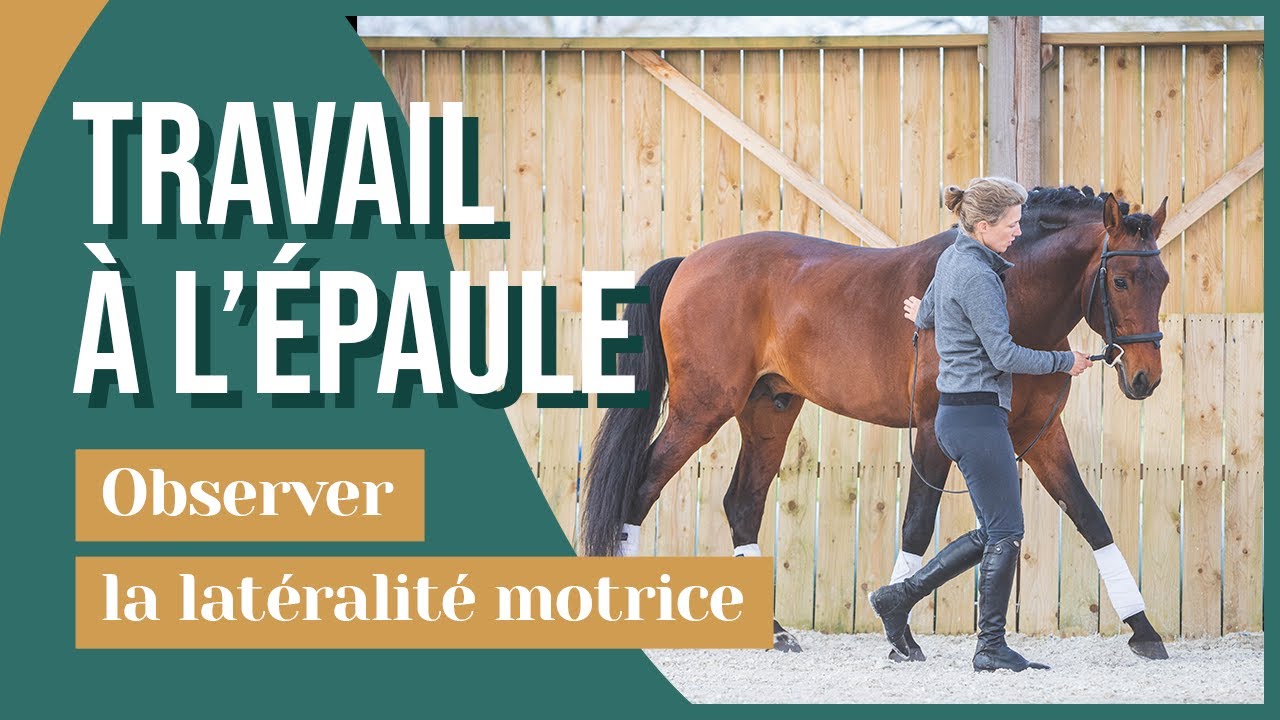Latéralité motrice du cheval et gymnastique adaptée