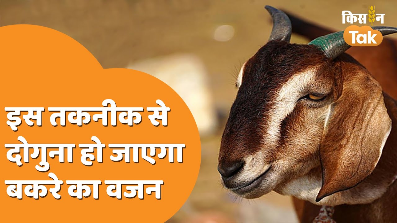 Goat: CIRG की इस रिसर्च से 50 किलो का हो जाएगा 25 किलो वाला बकरा, जानें कैसे | Bakra | Kisan Tak