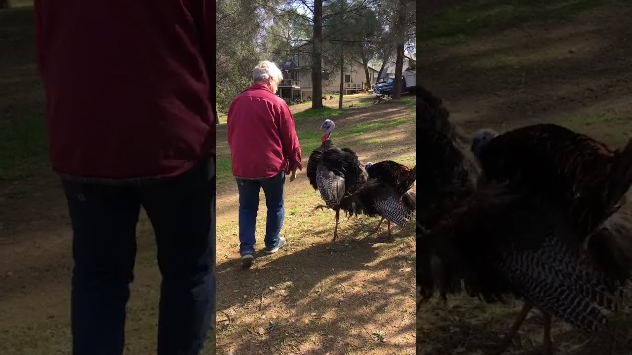Aggressive turkeys attacking their owner
