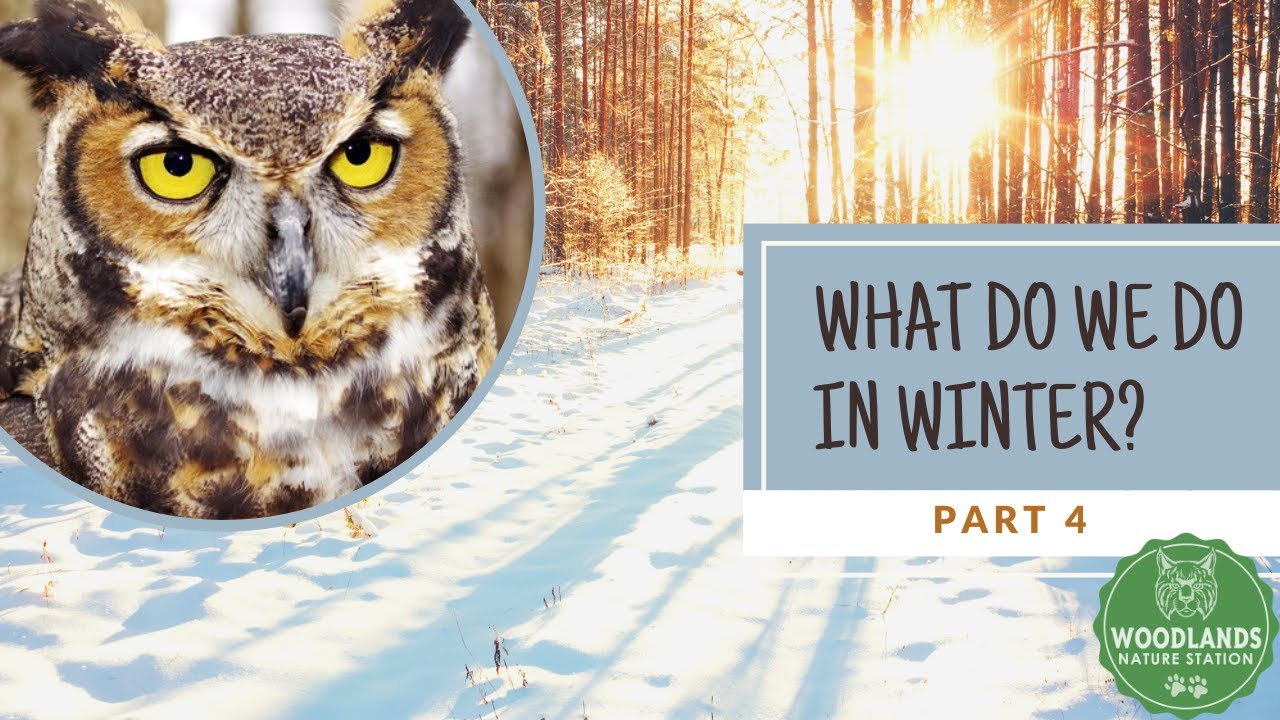 What Do We Do In Winter  Part 4  Great Horned Owl