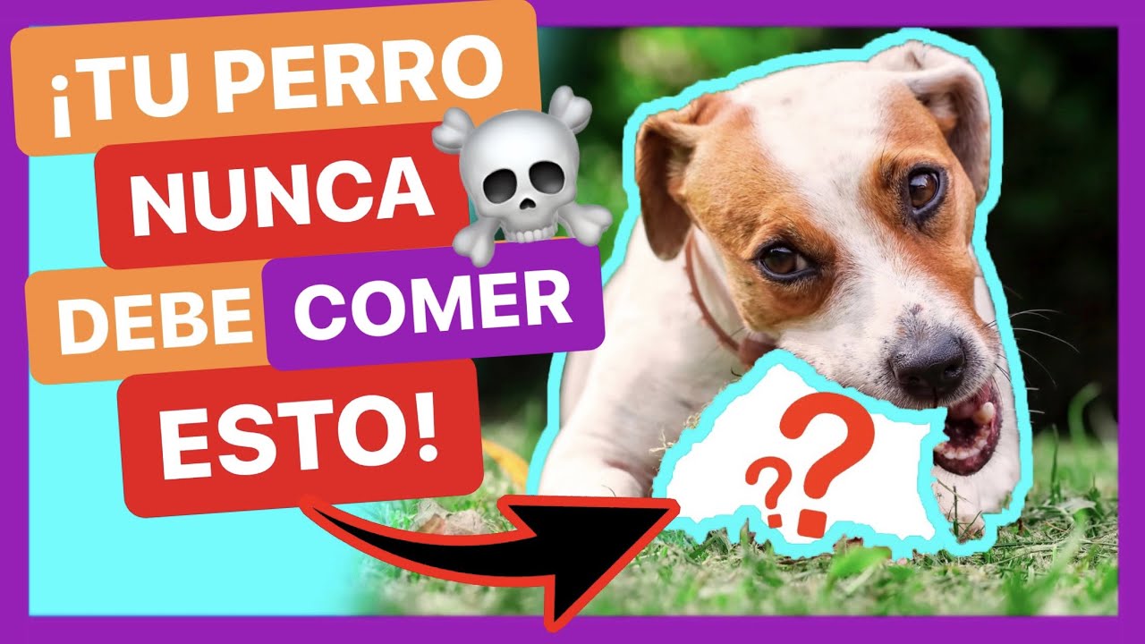 ALIMENTOS PROHIBIDOS 🚫 PARA PERROS 😱 ► ¿ES CIERTO? 🤔