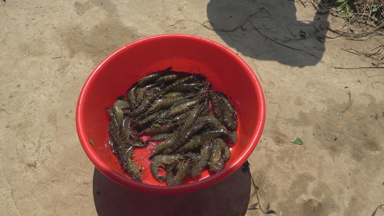小池在堂哥大坝抓上不少大角虾，鲜活靓靓好大只，吃一只就饱了