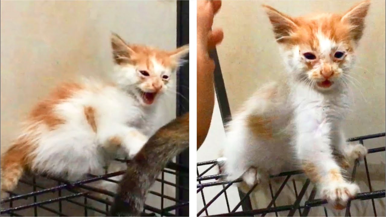 The Rescue Kitten Angry And Hissing & Kitten Meowing Loud At 2nd Day After Rescue - Cats Meowing
