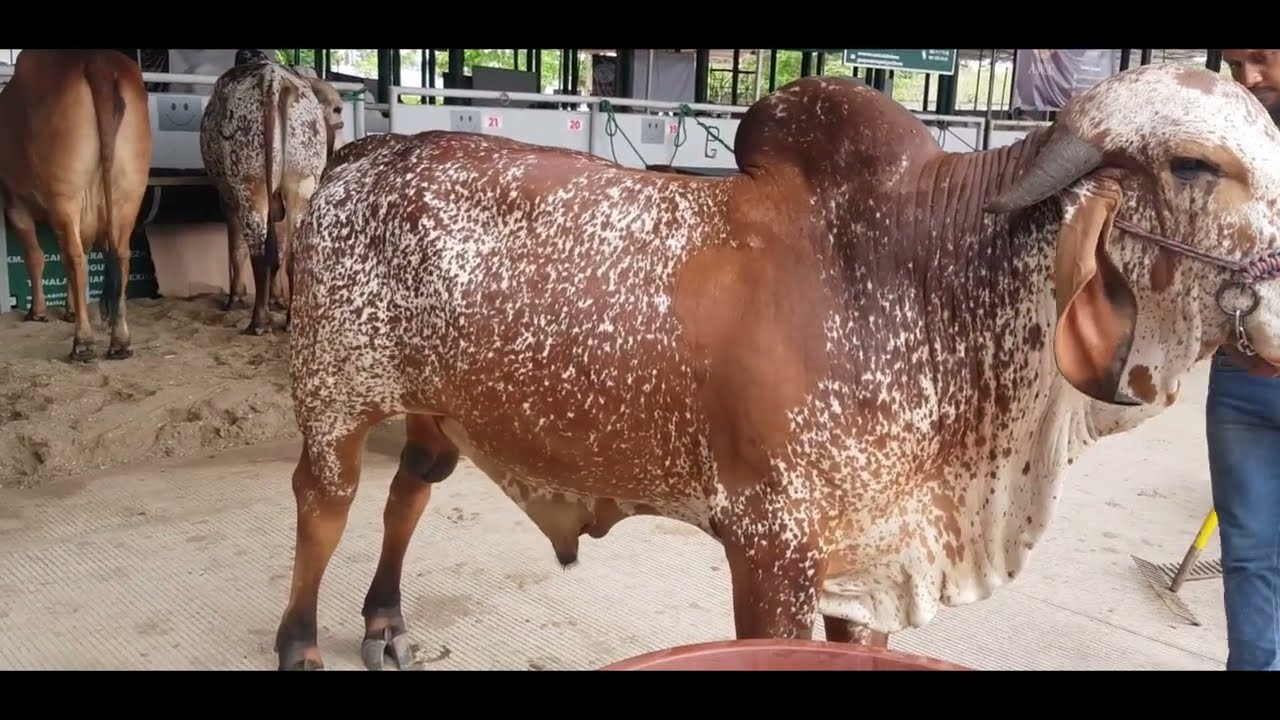CEBÚ.. V EXPOSICIÓN NACIONAL DE RAZAS DE ORIGEN INDIANO 2022 EN TAPACHULA, CHIAPAS.