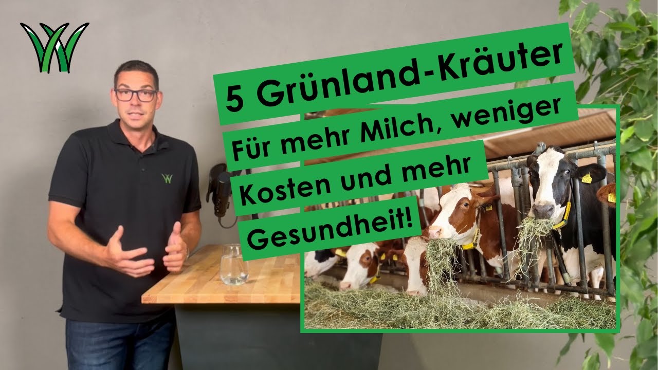 Diese 5 Kräuter retten deine Wiese – für mehr Milch, Gesundheit & weniger Tierarzt!
