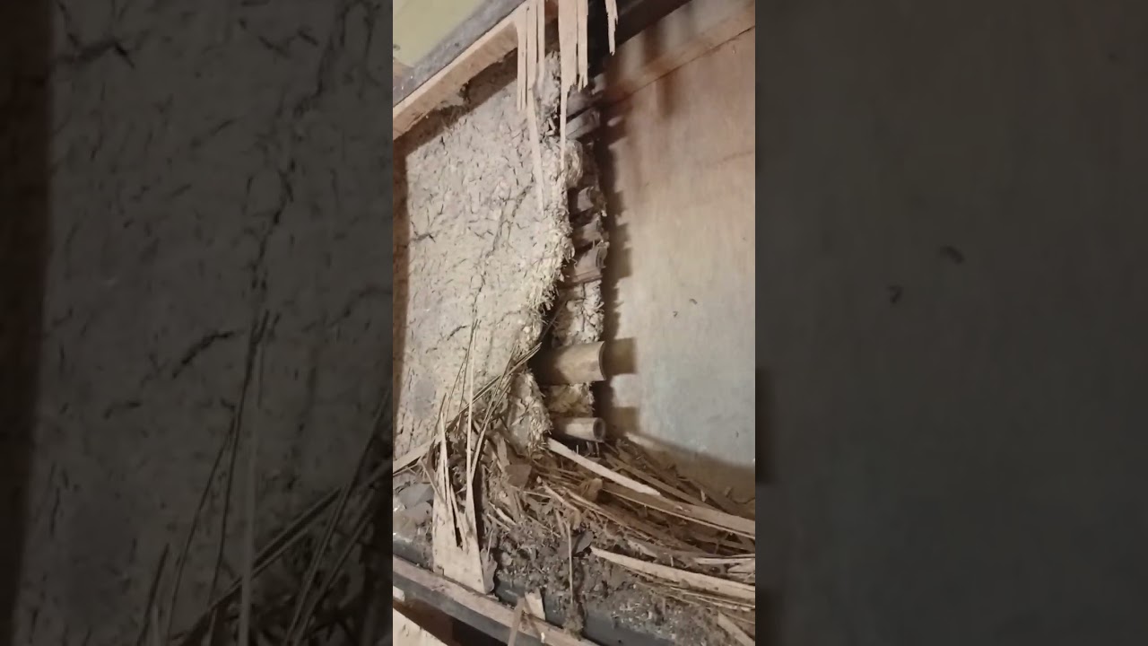 Remont starego japońskiego domu, zrywanie sufitu i wszystkiego co zgniłe 