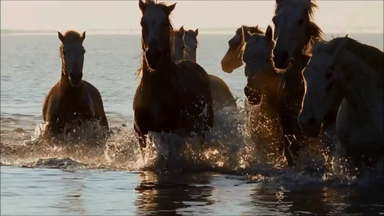 Dream of horses (with Lindsey Stirling - Elements)