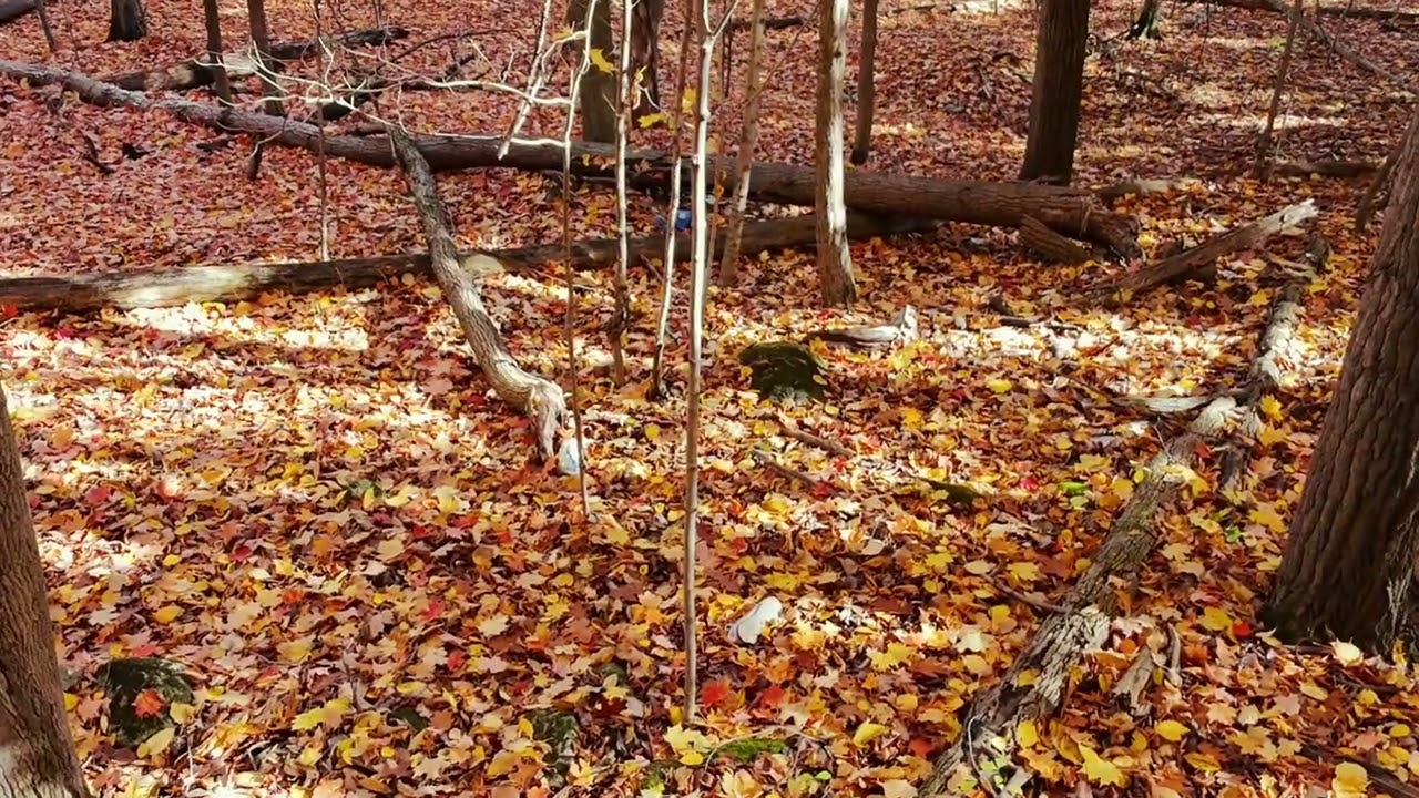 Fall colours on a walk in the forest