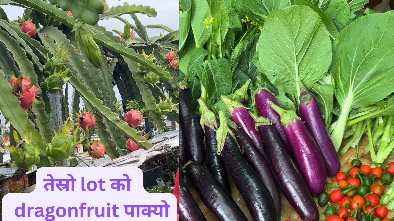 तेस्रो पटकको dragonfruit पाक्यो,अर्गानिक तरकारि एक नाङ्लो टिपे।