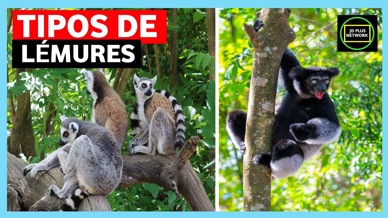 🏝️Tipos de l&eacute;mures 🙊🌊Madagascar🌅