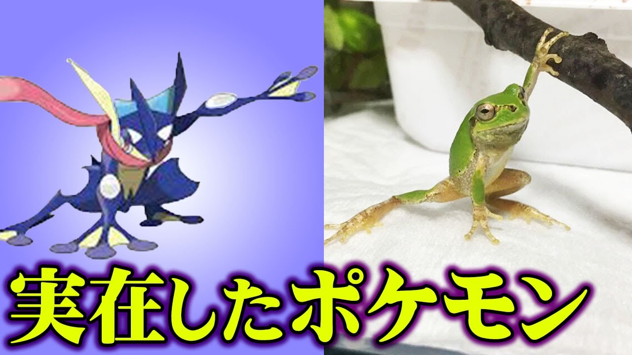 【衝撃】 ポケモンは存在した！？ ポケモンの元ネタになった動物56選 【 ポケモン 】