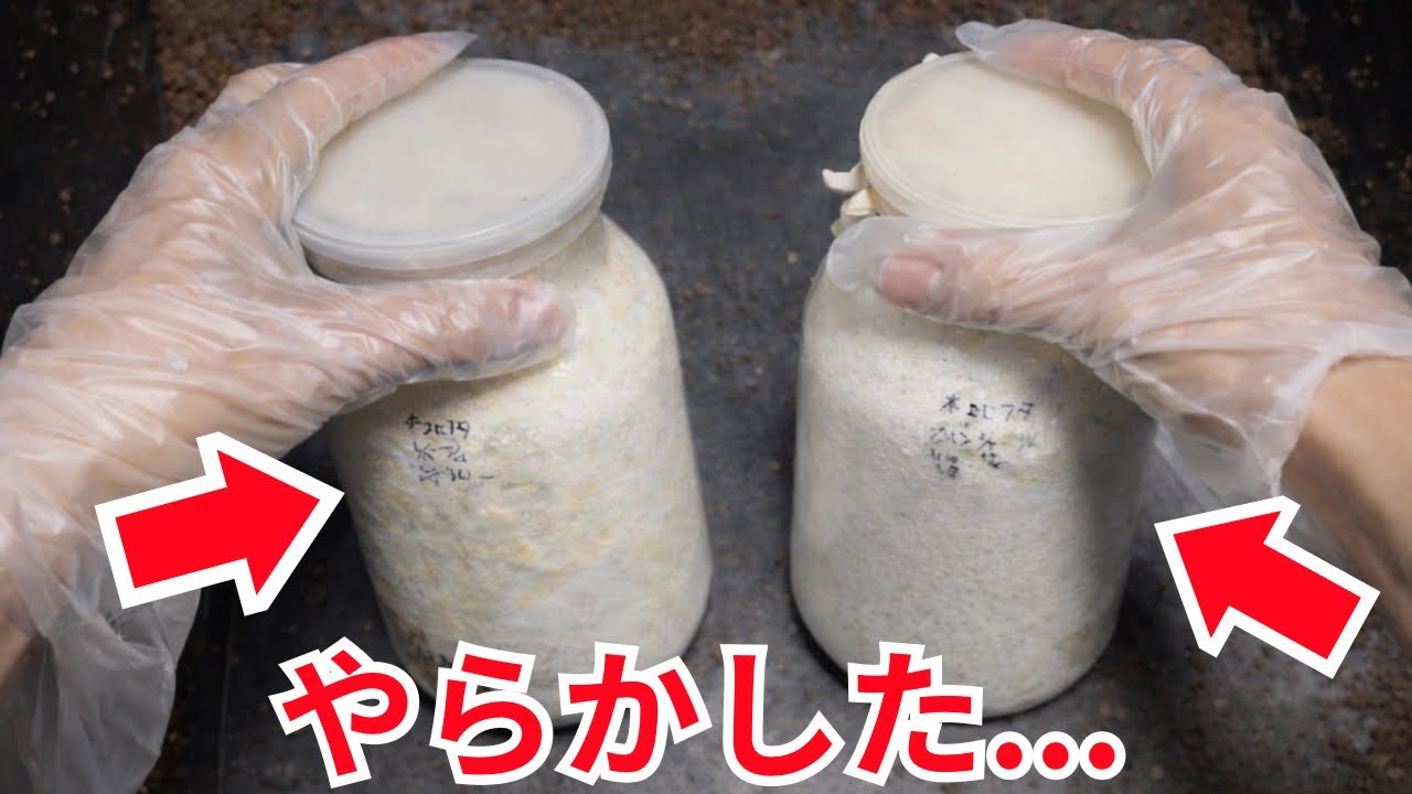 【6ヶ月放置】ヒラタクワガタの幼虫が見えない...