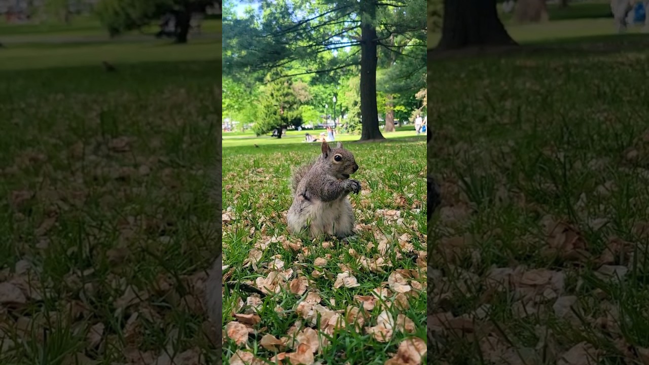 Squirrel snacking #squirrel #shorts