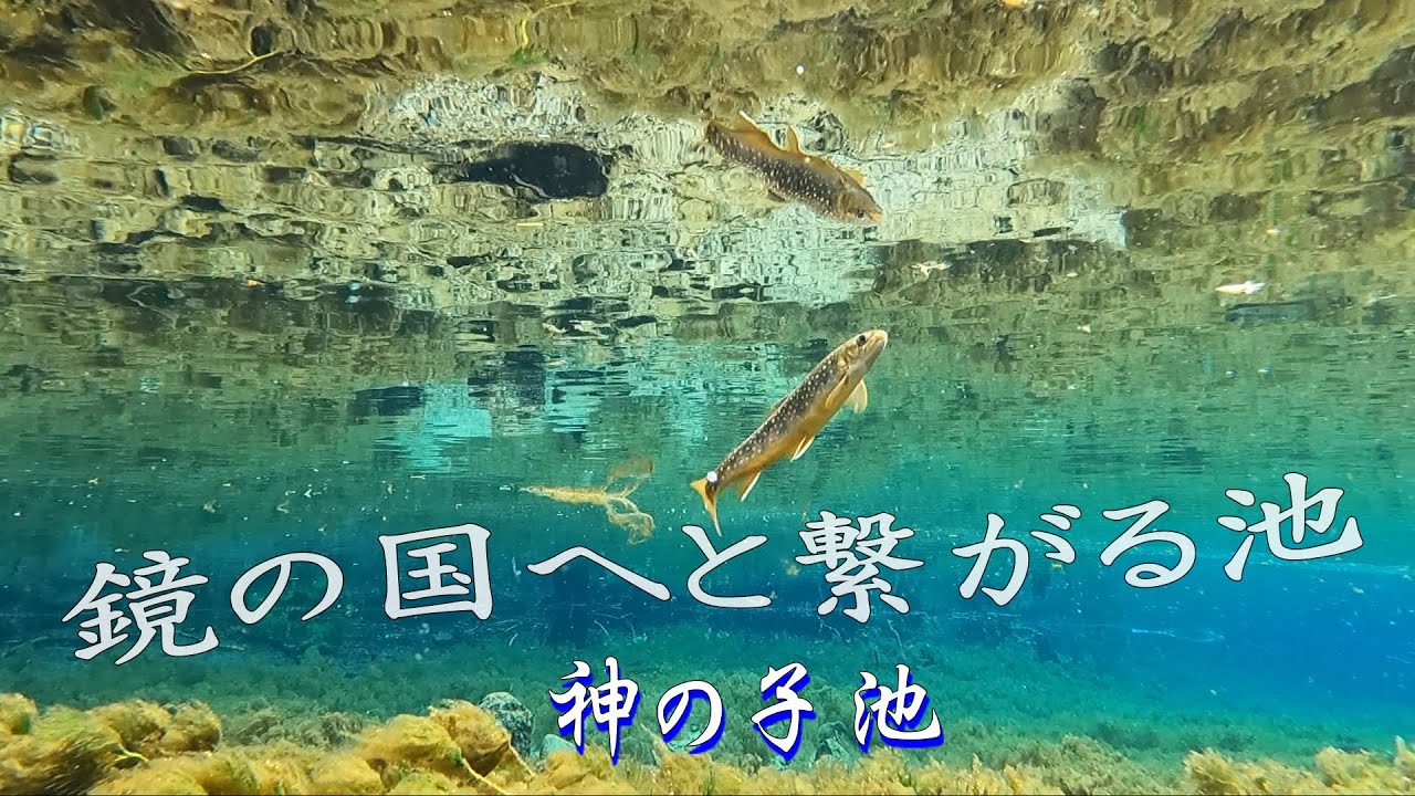 日本一透明な神秘の池！神の子池を歩く　Mysterious Pond Kaminoko-ike There is most beautiful pond in Japan