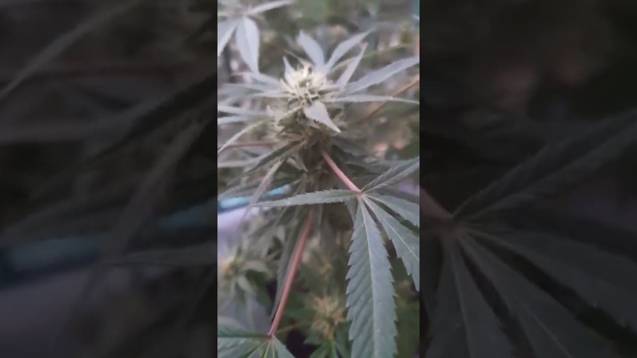 Episode #11 Grand Daddy Purple Strain Review and Exciting News for Next Year!!!!!