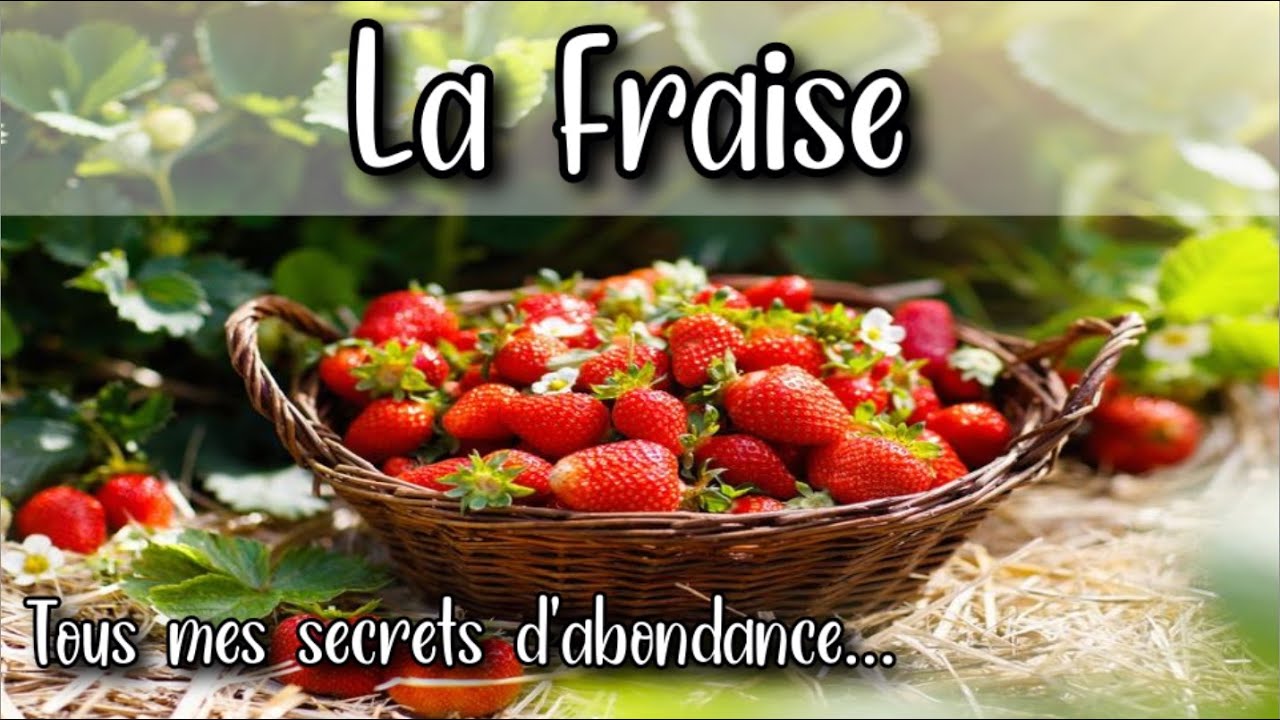 🍓 Comment obtenir l'abondance Fraisiers & Fraises au jardin potager en permaculture : La Bible !