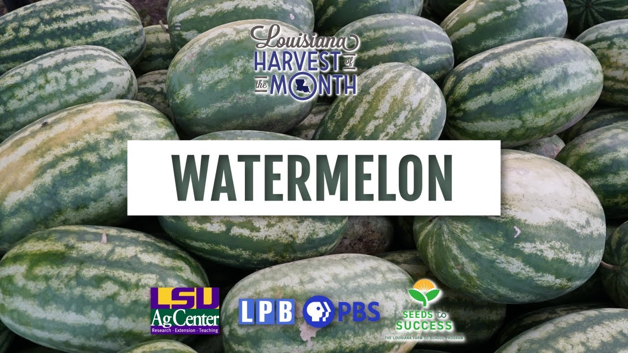 Watermelon | September | Louisiana Harvest of the Month