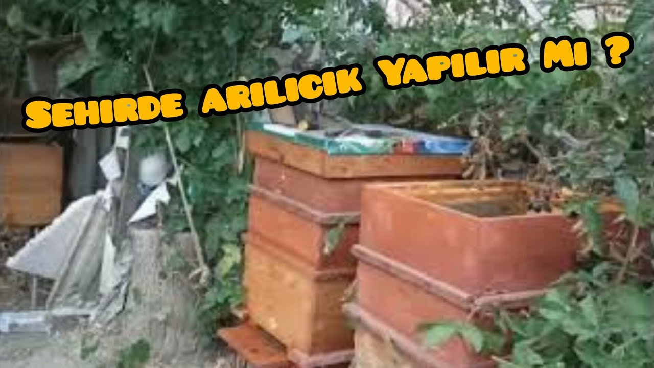Macar Usta'dan Şehirde Arıcılık Tavsiyeleri #vlog #arıcılık 