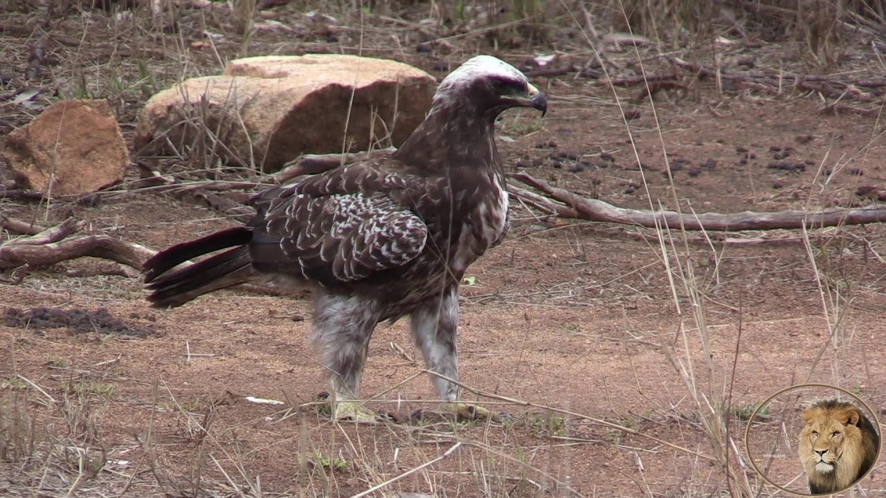 Juvenile Verreaux's Eagle (Black Eagle) Spotted In Kruger National Park