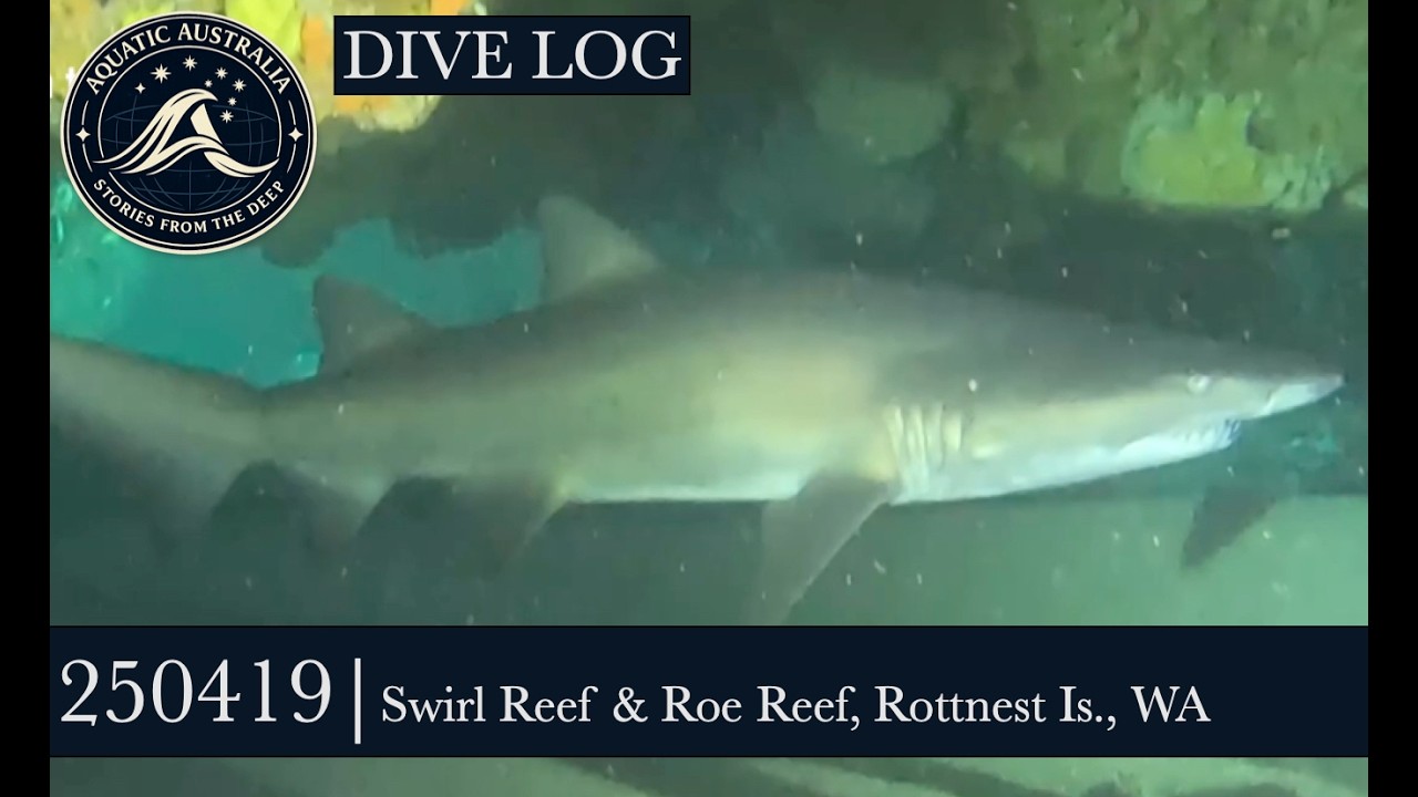 250419 | DIVE LOG #2078-2079 | Swirl Rf & Roe Rf - MV Alibi | Diving Western Australia - Rottnest Is