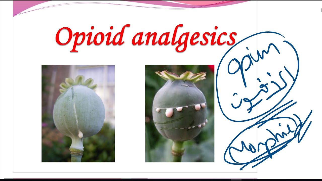 Opioids Medicinal chemistry Pharmaceutical chemistry التواصل واتساب مع د محمود 00201004014985