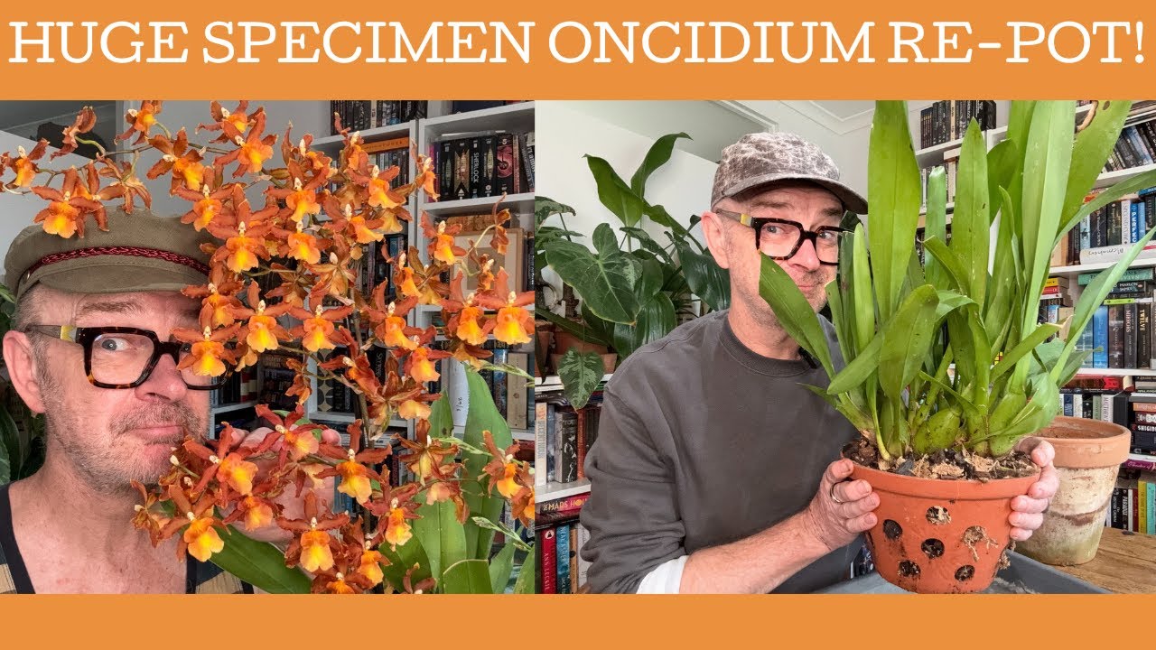 Huge flea market Oncidium repot!