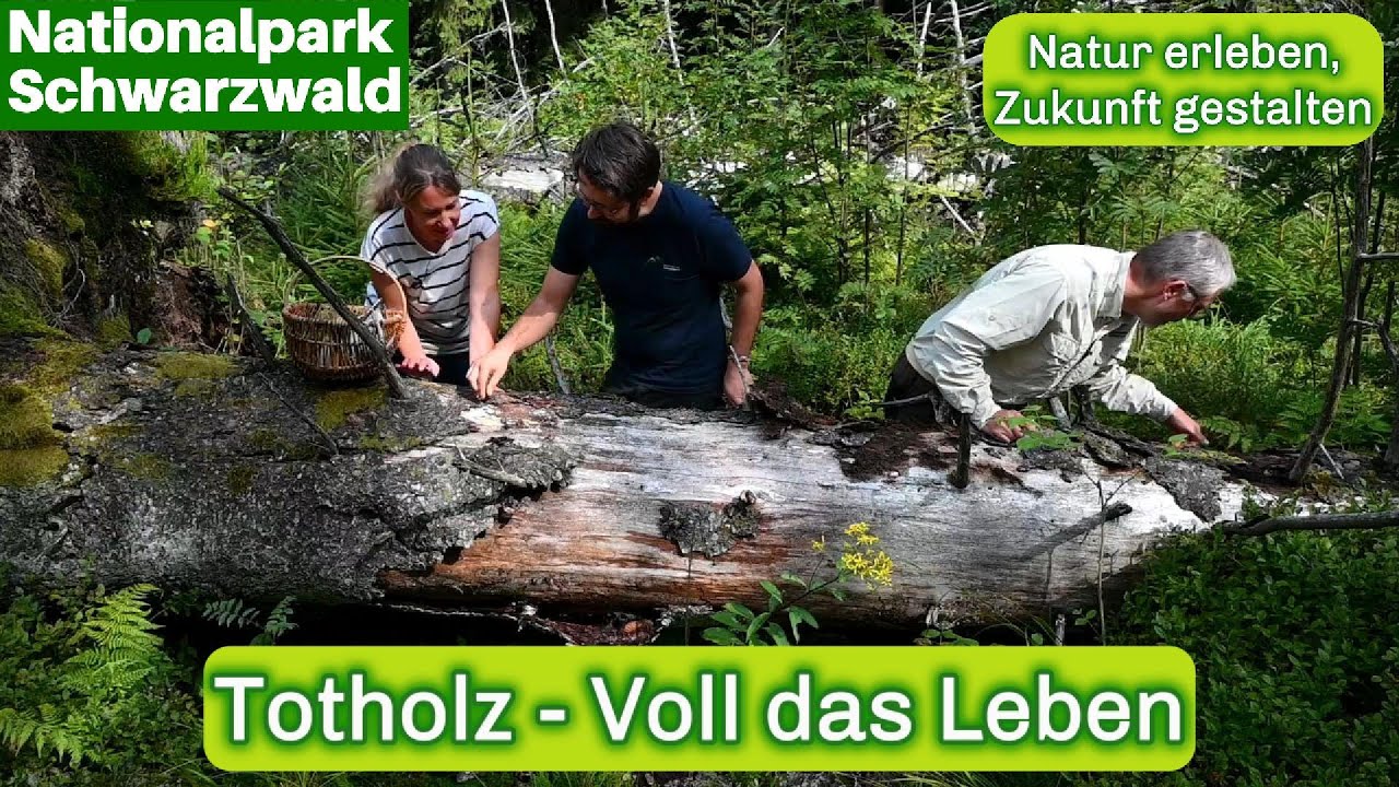 Mache mit! Totholz - Voll das Leben! Unterwegs im Nationalpark Schwarzwald!