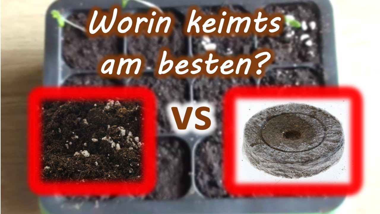 Samen richtig keimen, Teil 3: Light Mix Erde vs Jiffys 🥦