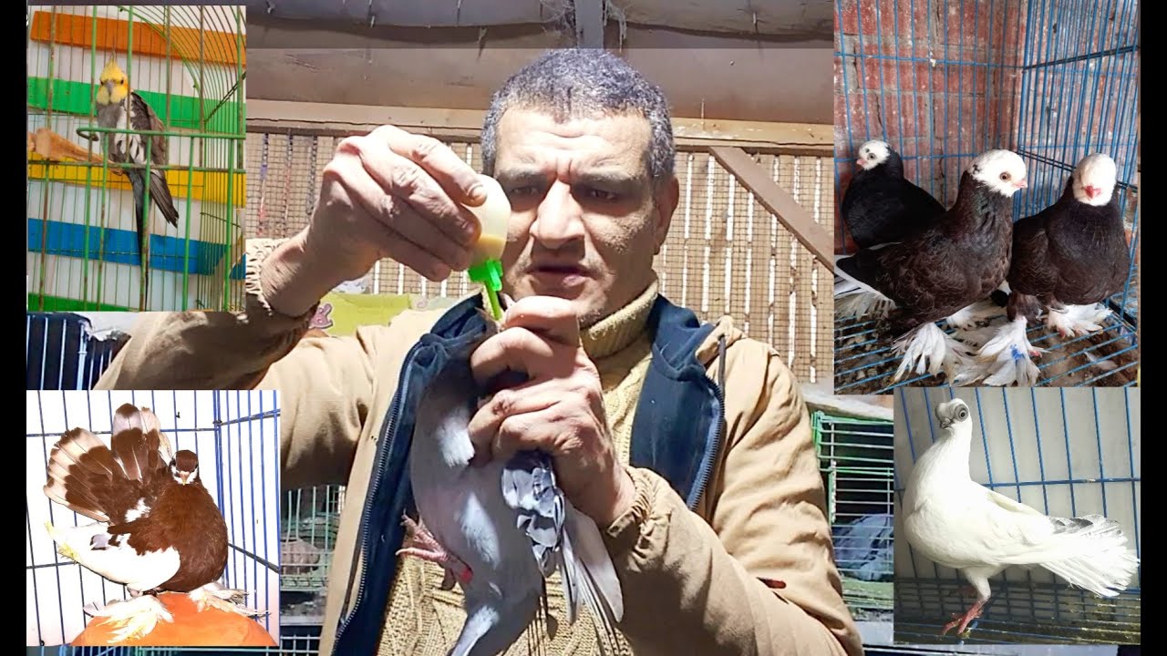لو حمامك مش بيأكل لوحده او بيأكل وبيرجع الأكل يبقي لازم تعرف الطريقة الصحيحة للتأكيل #م_أسامة_حسين