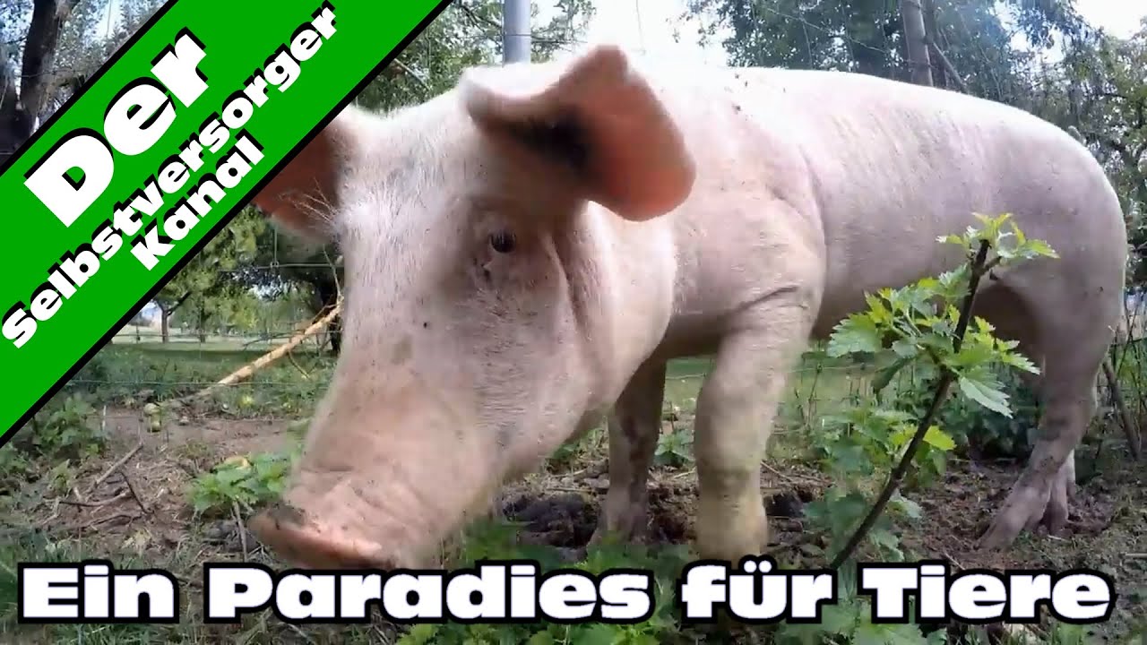 50000 Abo Spezial. Mein Lieblingsvideo