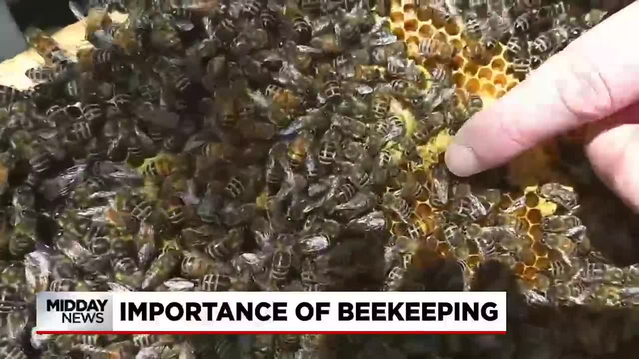 Importance of bee keeping