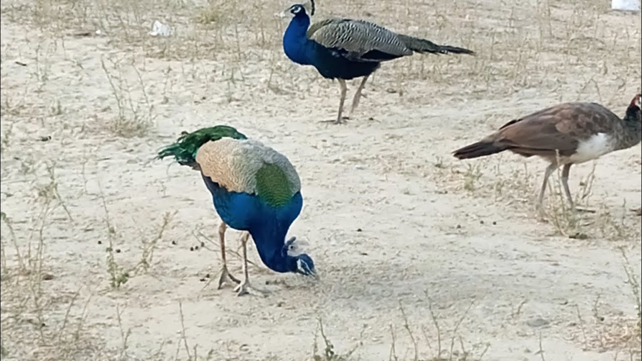 #birds #lifeisbutadream #animalkingdom #peacock #whowillbemylifepartnerta #whowillbemylifepartnerta 