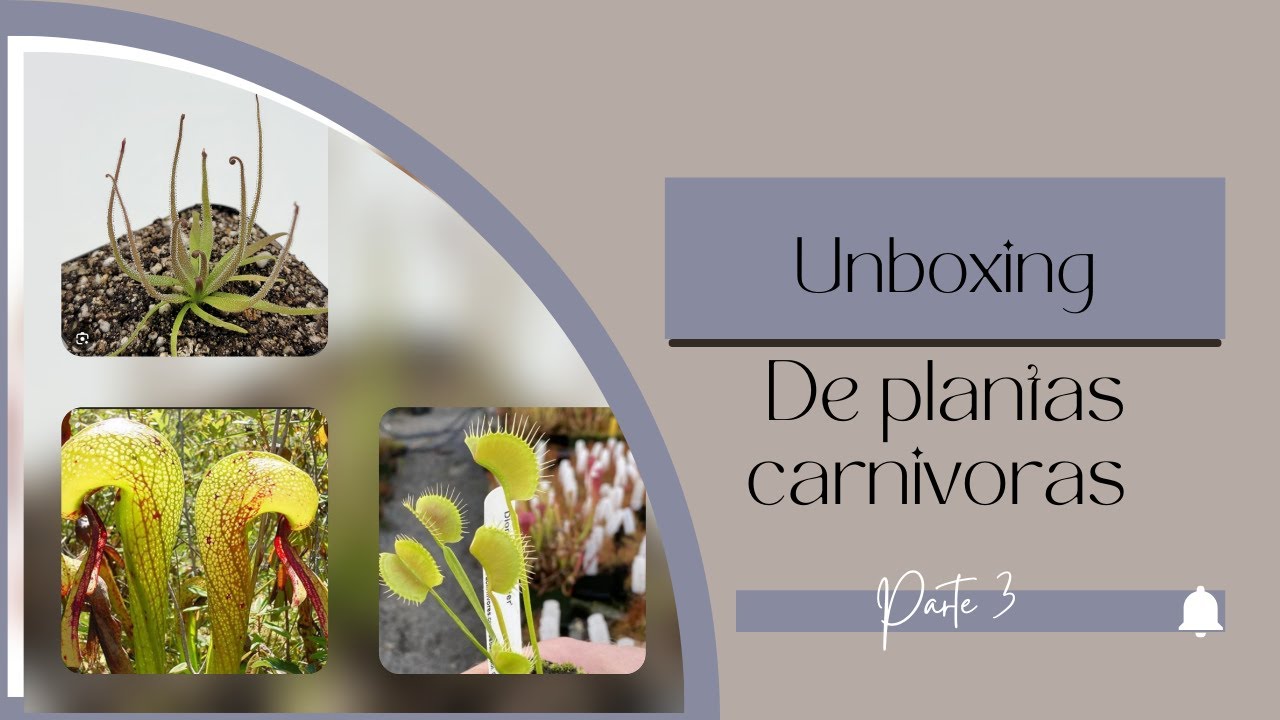 ¡Unboxing de Plantas Carnívoras! 🪰🌱 Mis nuevas cazadoras
