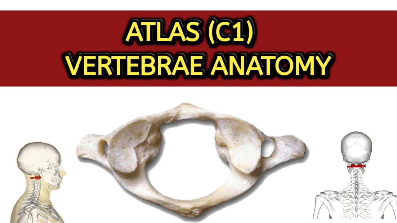 Atlas Anatomy Simplified | C1 Vertebrae | Atlas Vertebrae Anatomy