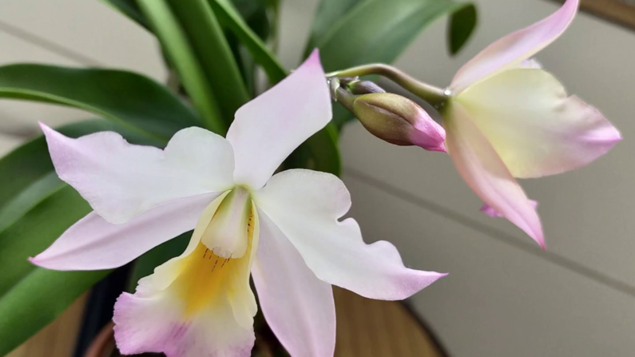 #Iwanagara Apple Blossom 🌷 first bloom. Первое цветение орхидеи.