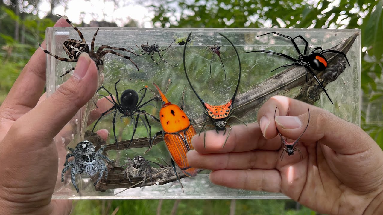 Hunting Demon Spider , Jump Spider , House Spider , Palm Beetle , Orb Spider