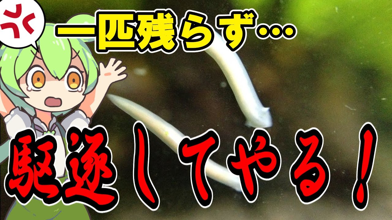 プラナリアZERO使ってみた！